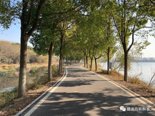 江夏藏龍島藏著一條野趣十足的環湖綠道，人少景美！組圖實拍