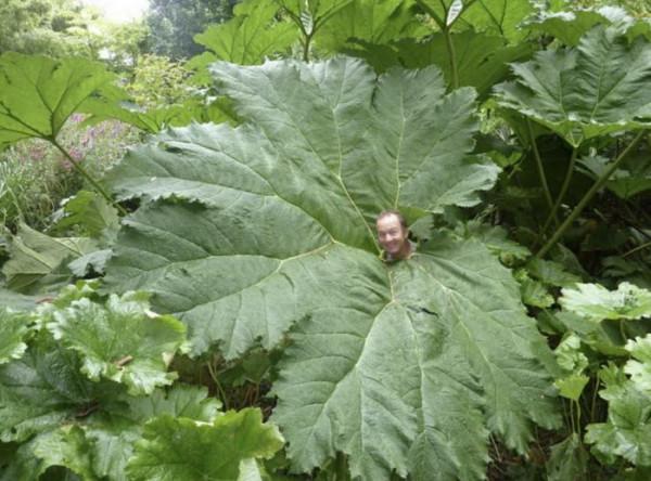 巧奪天工：這些東西大的出奇