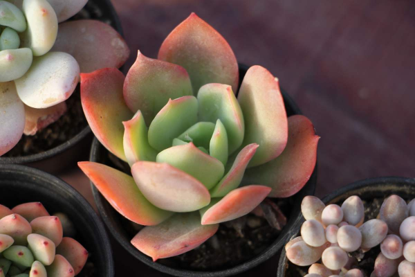 3種花要“窮養”，塞進小盆少澆水，長得格外好