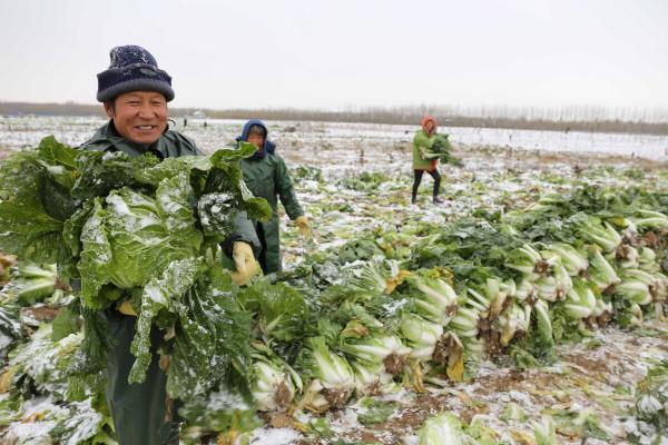 小雪節令能種哪些菜?別擔心,這三種越冬耐寒菜現在種不算遲 小雪節令能種哪些菜?別擔心,這三種越冬耐寒菜現在種不算遲