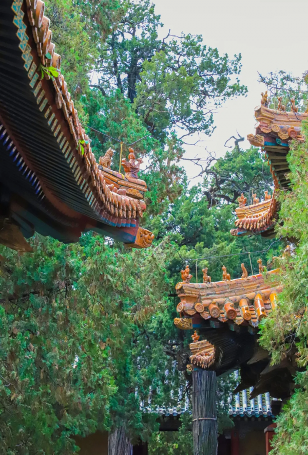 三孔景區｜聖府的迎春花開了
