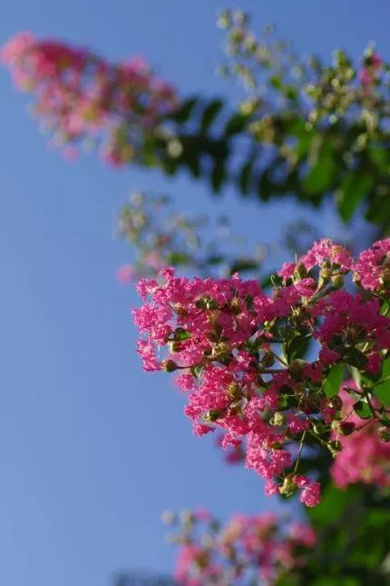 分享——紫薇花