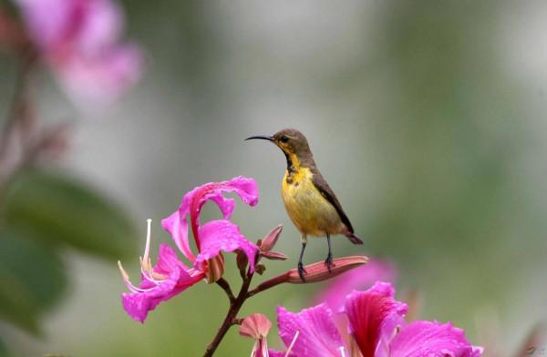 分享圖片一紫喉花蜜鳥 特別罕見珍貴的小鳥