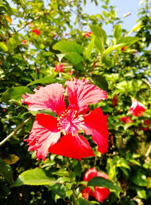 北海散記之花卉篇（下）