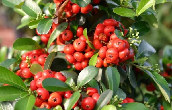 年味十足的的十一種花