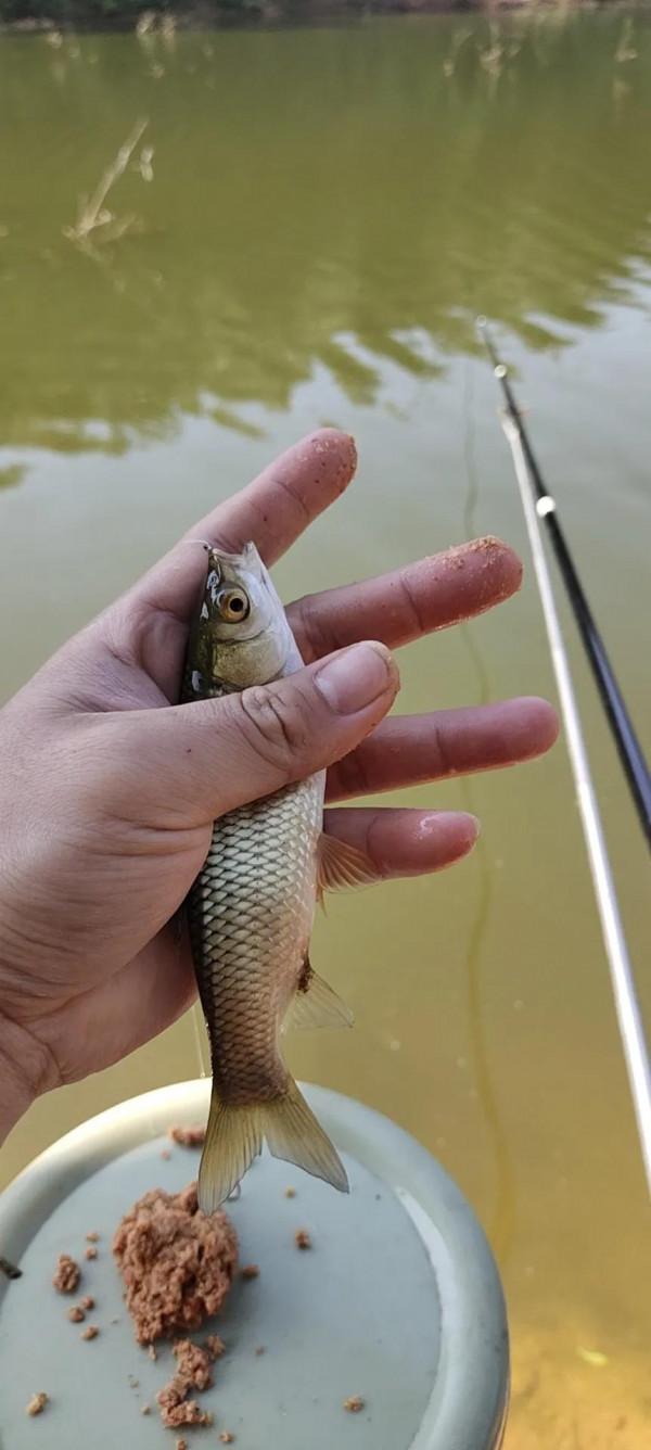 封竿6年有餘,重回釣壇沒做好準備用過期餌垂釣看看能不能有收穫 封竿6年有餘,重回釣壇沒做好準備用過期餌垂釣看看能不能有收穫