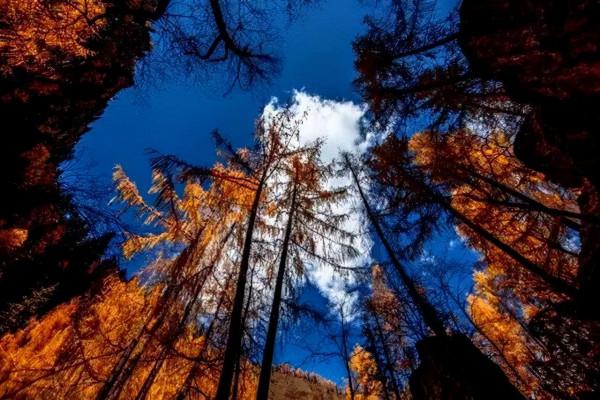 秋天，一定要去一次甘南！