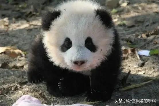 星座熊貓，萌蘭：不錯不錯，就是我呀