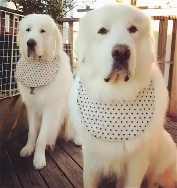 這才是大白熊正確的開啟方式，除了萌那就是炒雞萌