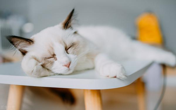 堅持1000天，每天寫500字，第104天：守護孩子的小歡喜：寵物陪伴