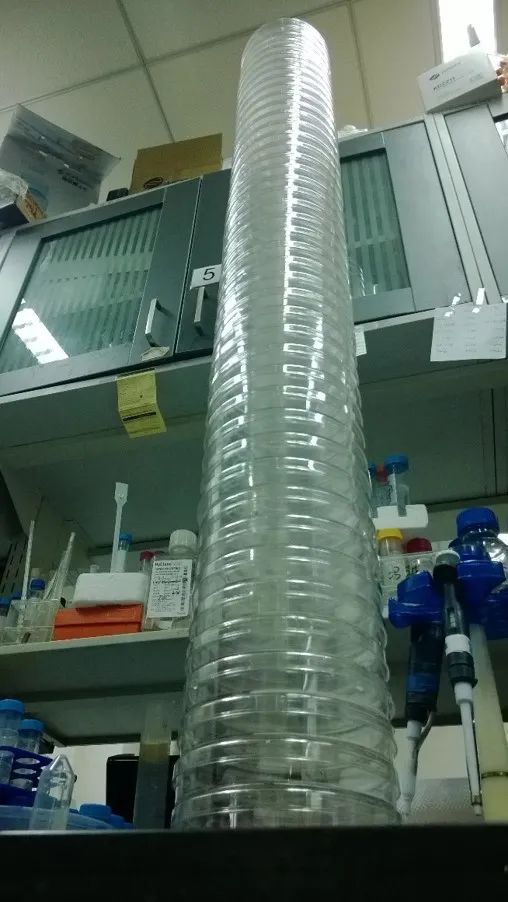 清華思客 | 楊茂君:Piezo的結構解析之路 清華思客 | 楊茂君:Piezo的結構解析之路