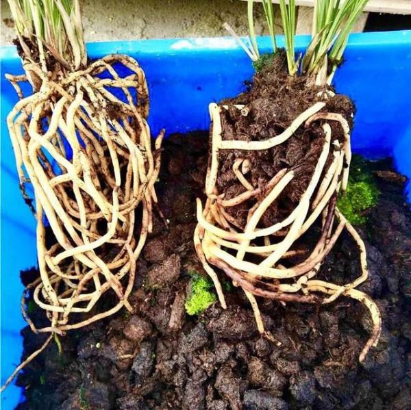 草炭在蘭花中的應用經驗分享,過程詳實圖文並茂,一看就懂了 草炭在蘭花中的應用經驗分享,過程詳實圖文並茂,一看就懂了