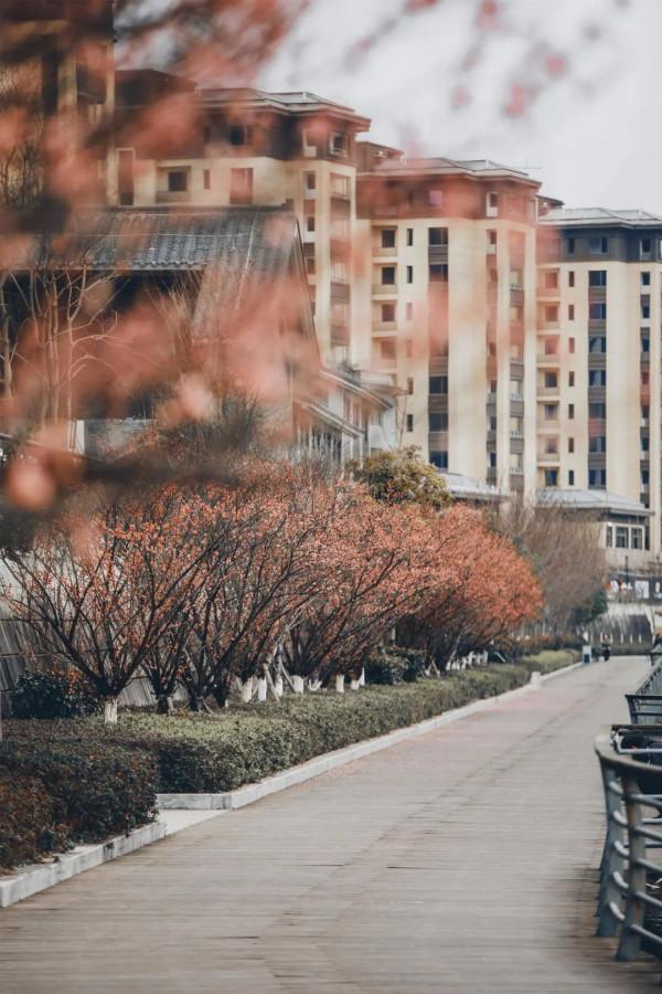 走，&OpenCurlyDoubleQuote;盤&rdquo;花去！慶元小城，花又開好了~