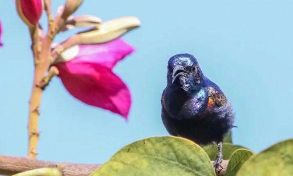 分享圖片一紫喉花蜜鳥 特別罕見珍貴的小鳥