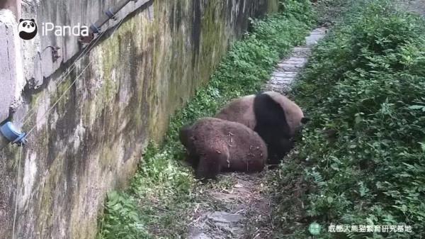 大熊貓能髒到什麼程度？歡迎來到“黑熊貓”樂園
