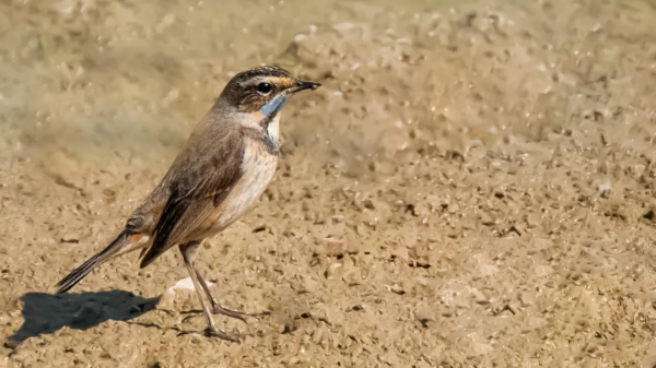 「山西鳥類圖鑑」| 藍喉歌鴝