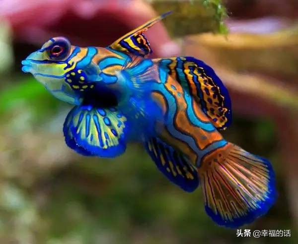 全世界最，最美的魚、最罕見的鳥，集齊了！大開眼界