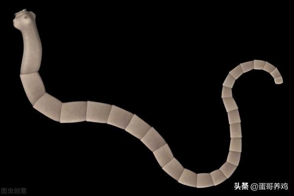 養雞 | 恩諾沙星+甲硝唑,簡單好用,一招解決3種寄生蟲病 養雞 | 恩諾沙星+甲硝唑,簡單好用,一招解決3種寄生蟲病