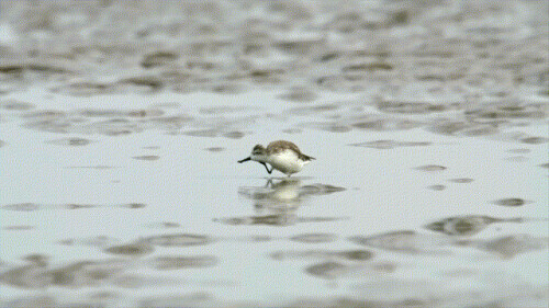 路上偶遇東北虎是什麼體驗？網友：大腦斧能有什麼壞心思呢