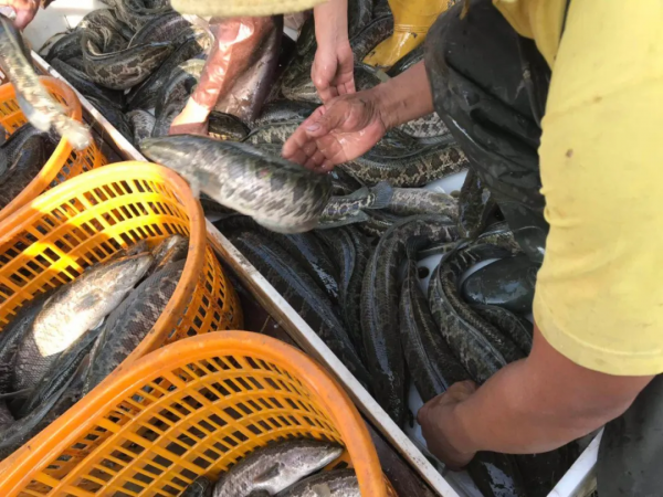 全線漲！飆到36元/斤，鱖魚漲2.5元！加州鱸、黃顙漲0.2-0.3元