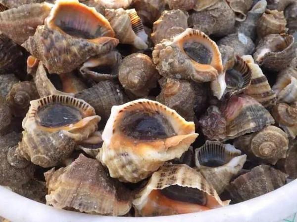 全民公敵！脈紅螺入侵黑海“氾濫成災”，急需中國吃貨幫忙