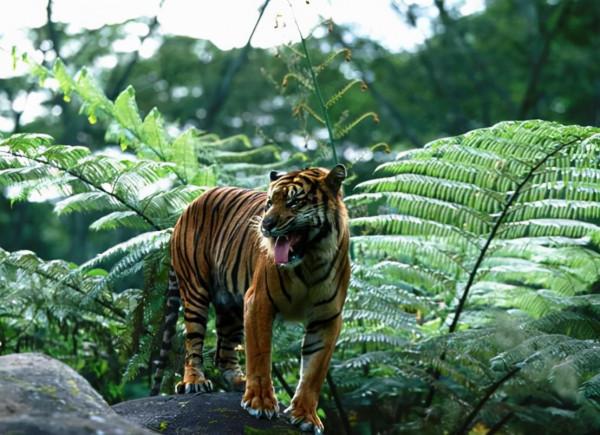 江西多人看見野生華南虎，為何專家還說它們滅絕了？問題出在哪？