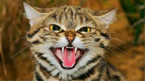 一把捏住老虎的後頸，會有什麼後果？它會不會像貓一樣變乖巧？