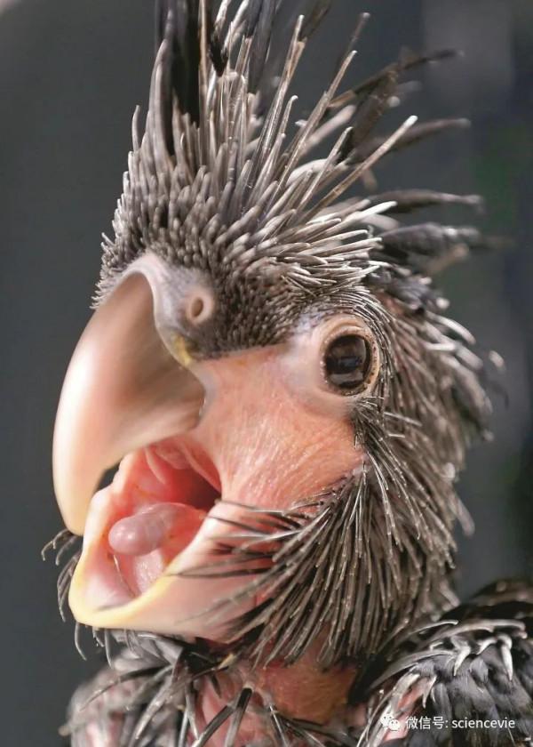 那些長得不怎麼可愛的動物寶寶