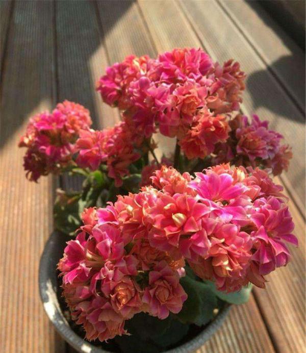 7種“吉利花”，冷天“扦插”更合適，溫度合適“利於”生根