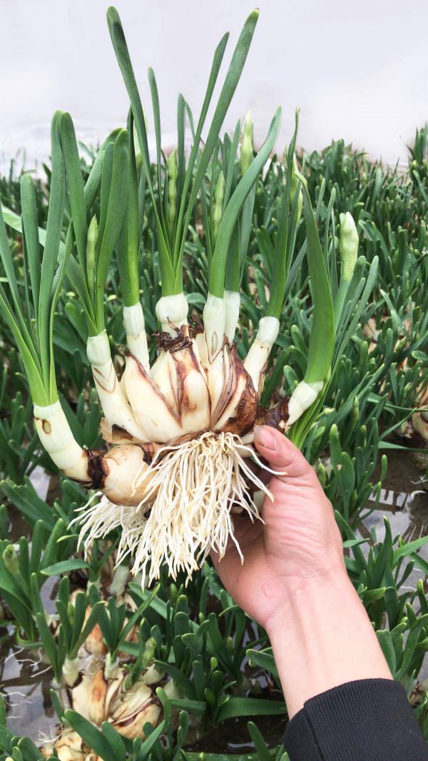 7種&OpenCurlyDoubleQuote;喜水花&rdquo;，不怕手賤澆不爛，天天泡水裡，長得肥大愛開花