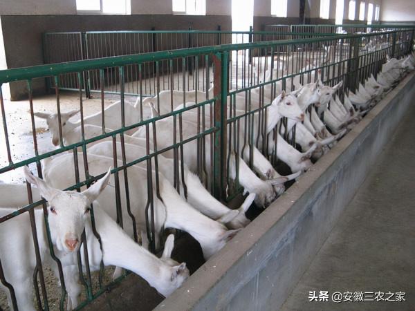 大學生利用30只羊創業，現在身價已1000萬，12年裡他究竟做了什麼