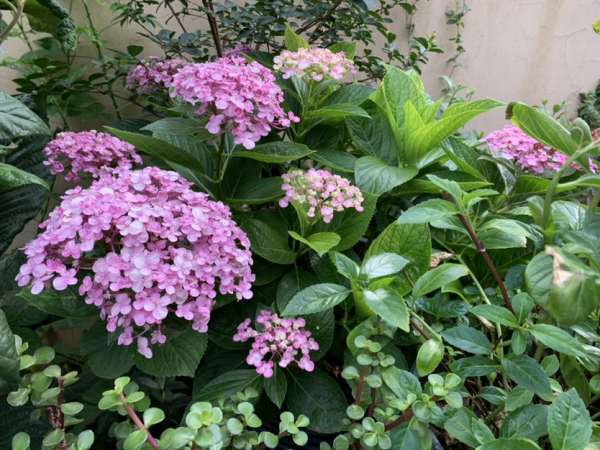 誰說陽臺朝北養不了花？5種花，就適合北陽臺，耐陰又皮實