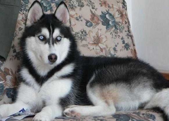 哈士奇鼻子不黑怎麼回事？6個原因告訴你，請做好預防