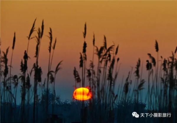 齊齊合爾的鶴群