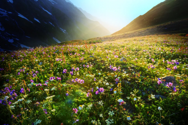 20個耳熟能詳的成語，原來都藏在古詩詞裡
