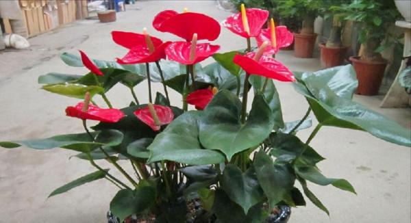 採光差,還想養花?7種“耐陰王”,隨便養一盆,一開四季花 採光差,還想養花?7種“耐陰王”,隨便養一盆,一開四季花