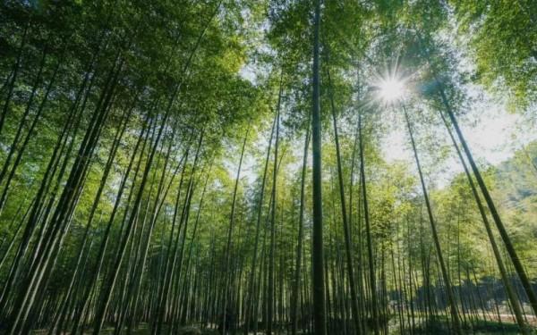 林草科技|竹資源高效培育關鍵技術獲國家科技進步二等獎