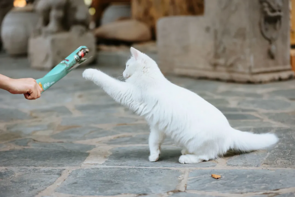 聽說我是一隻狗？