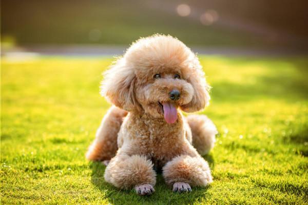 “買狗容易養狗難”，這幾種狗，勸你想清楚再養