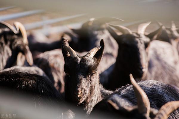 一種古老的山羊，是西班牙代表性的山羊，被稱為傳教士山羊