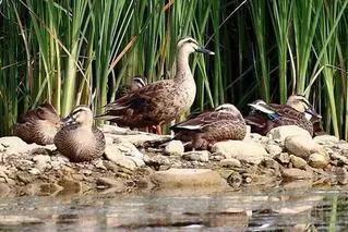 遷息的候鳥還能回來嗎？