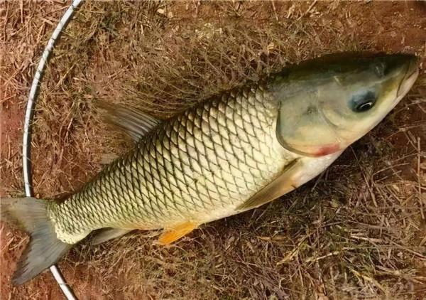 秋季釣草魚,這三點技巧用好了,就不愁沒魚上鉤了 秋季釣草魚,這三點技巧用好了,就不愁沒魚上鉤了