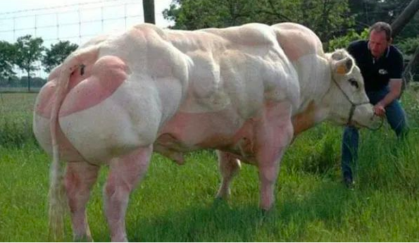 變異“肌肉”豬:人類透過基因改造,製造出來的怪物,你敢吃嗎 變異“肌肉”豬:人類透過基因改造,製造出來的怪物,你敢吃嗎