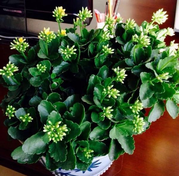 &OpenCurlyDoubleQuote;懶人&rdquo;就養這10種花，一個月不澆水也死不了，多曬少管更健壯