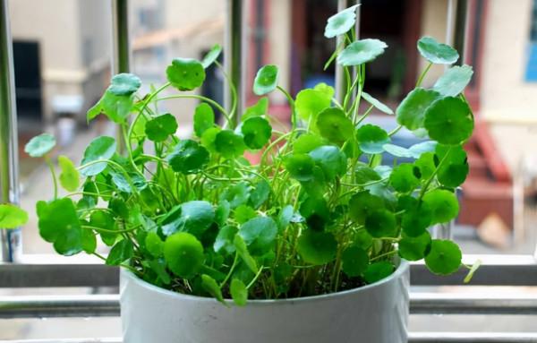 家裡陽臺小,養這“4種花”,陽臺變“花園”,一眼見之欣喜 家裡陽臺小,養這“4種花”,陽臺變“花園”,一眼見之欣喜