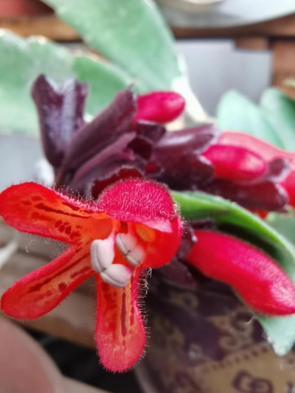 十年養花經歷，分享一下怎麼給花澆水