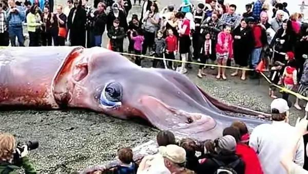 20張活久見照片，看完漲知識