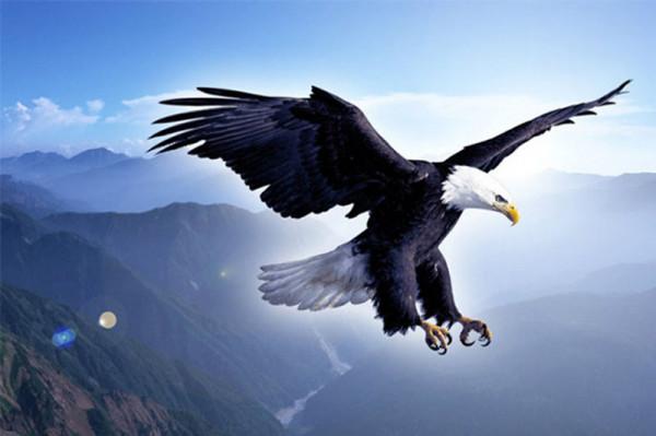 新疆雄鷹神了，滅蛇絕技，誅殺印度四大毒蛇