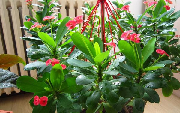 破洞的“絲襪”不要扔！用來養這3種花，枝粗葉綠，開花“猛”