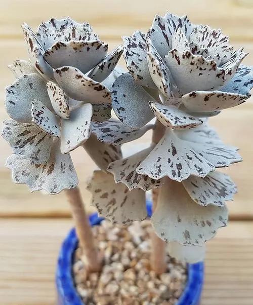 景天科、伽藍菜屬常見多肉植物有哪些？